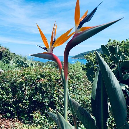 Case Dei Limoni Sul Mare Capoliveri  Luaran gambar