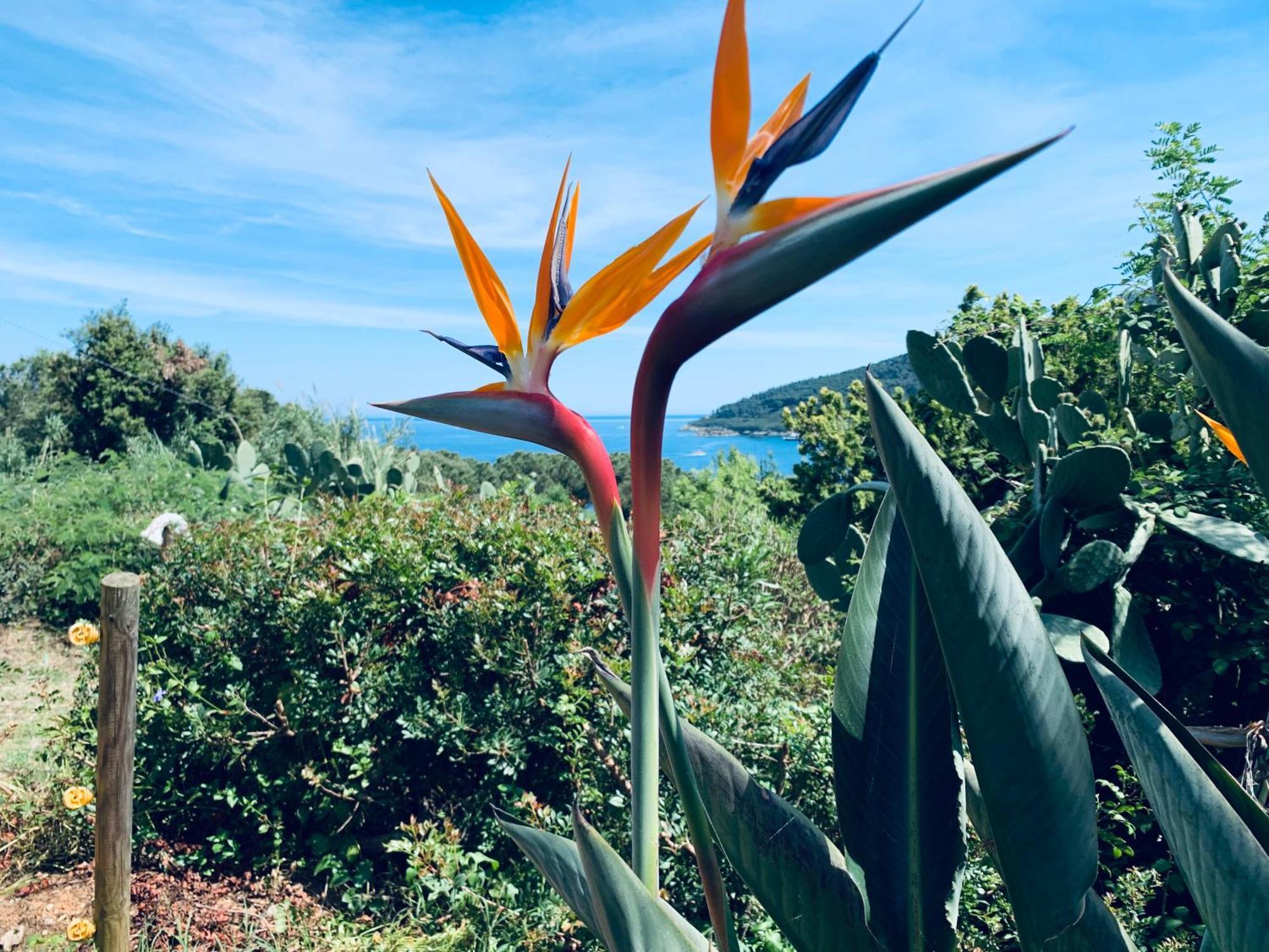 Case Dei Limoni Sul Mare Capoliveri  Luaran gambar