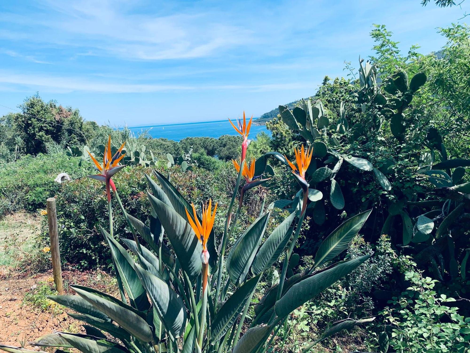 Case Dei Limoni Sul Mare Capoliveri  Luaran gambar